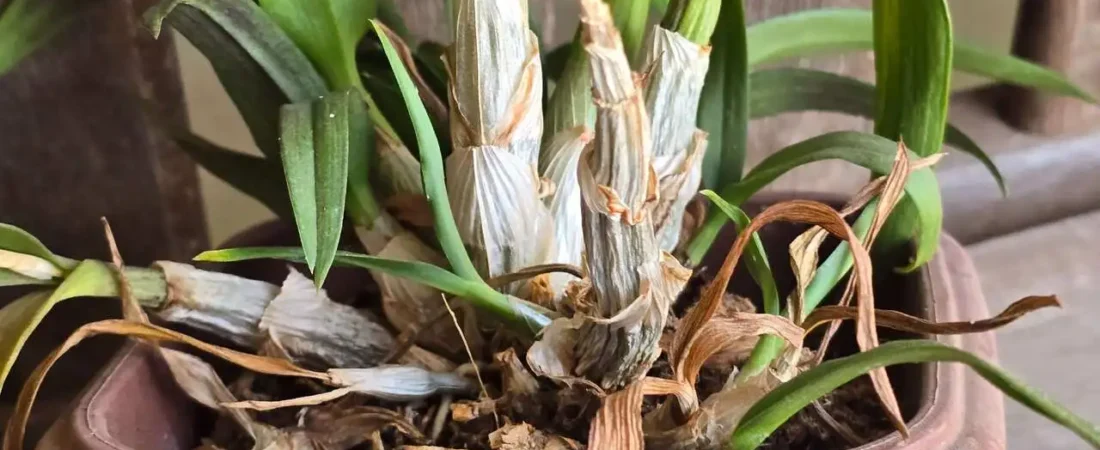 Como Recuperar Orquídeas com Folhas Murchas e Raízes Secas