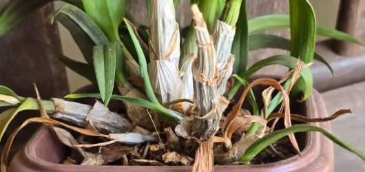 Como Recuperar Orquídeas com Folhas Murchas e Raízes Secas